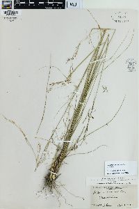 Achnatherum eminens image