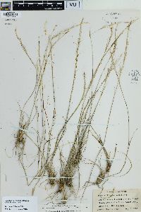 Achnatherum occidentale image