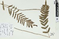 Blechnum serrulatum image