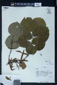 Cercis glabra image