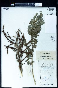 Sophora alopecuroides image