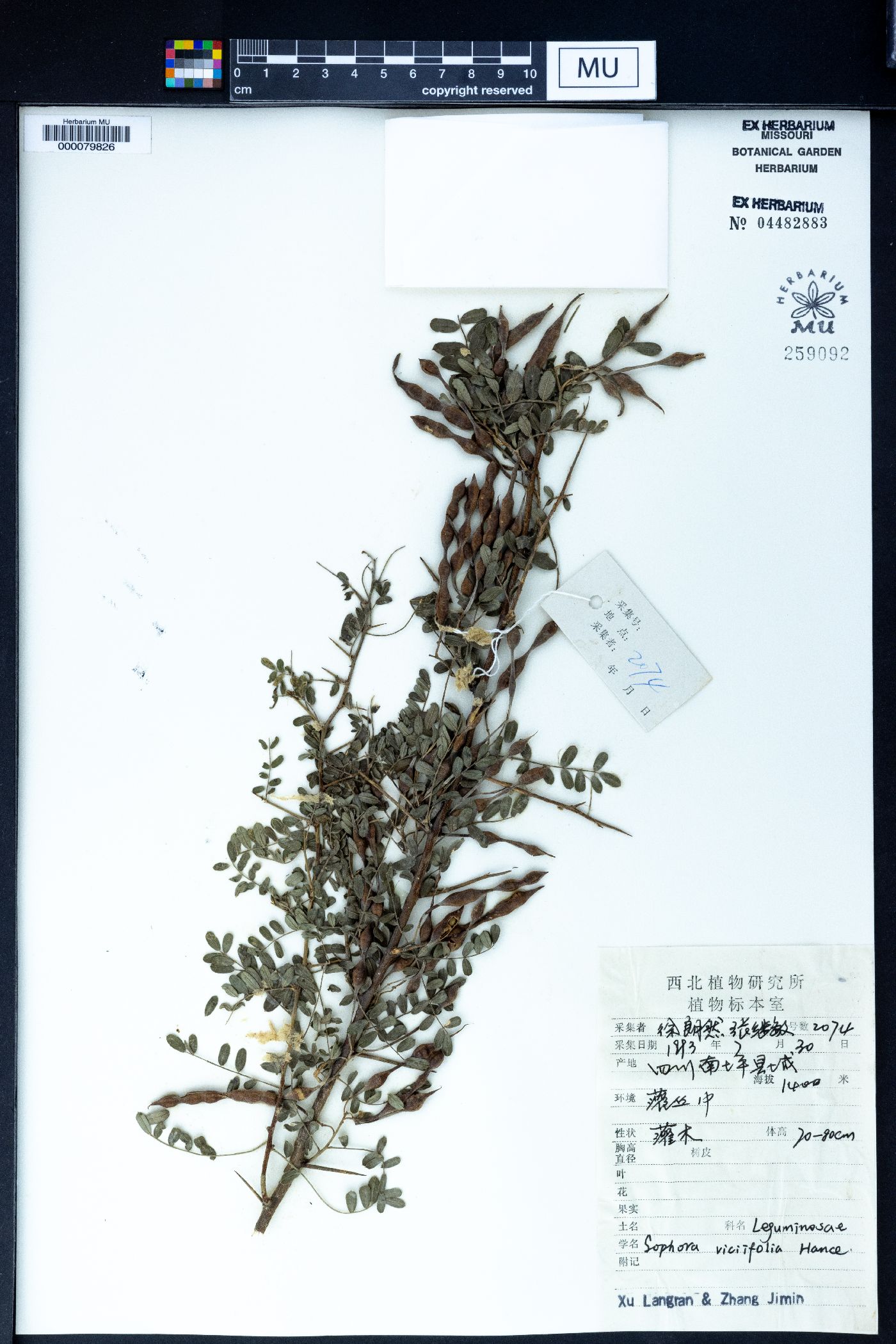 Sophora davidii image