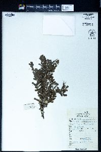 Sophora davidii image