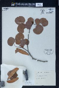 Cercis griffithii image