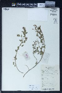 Medicago ruthenica image