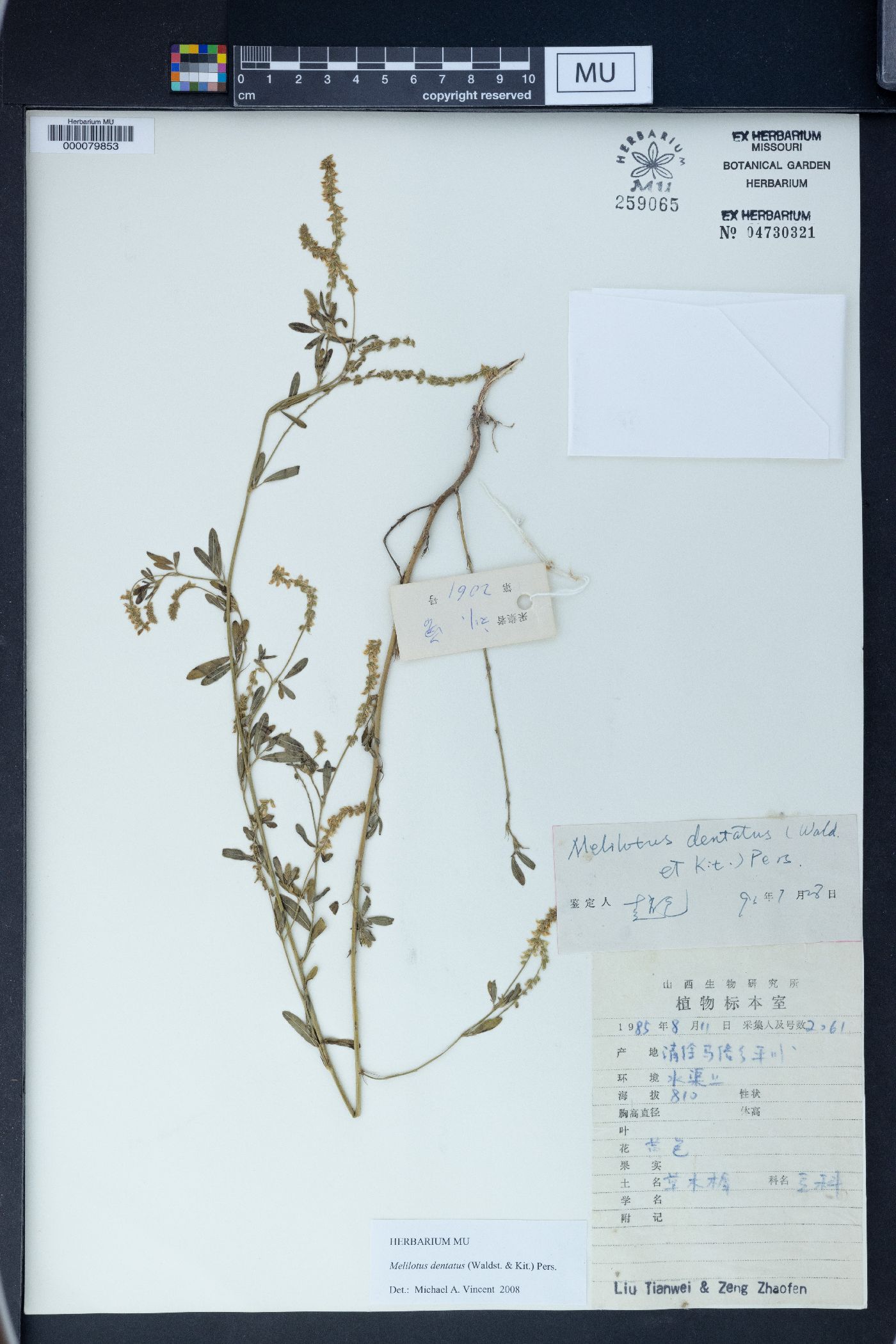 Melilotus dentatus image