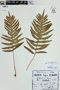 Polypodium vulgare image