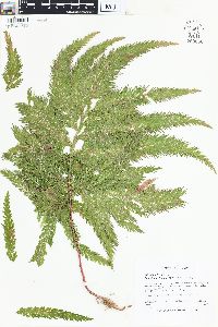 Selaginella haematodes image