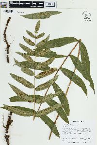 Polypodium fraxinifolium image