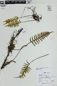 Pleopeltis pycnocarpa image