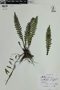 Blechnum andinum image