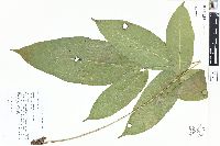 Bolbitis nicotianifolia image