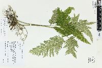 Selaginella anceps image