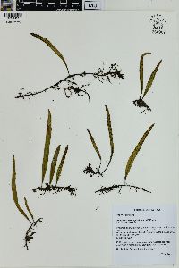 Pleopeltis astrolepis image