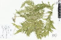 Selaginella anceps image