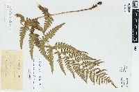 Dryopteris ludoviciana image