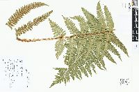 Dryopteris affinis image