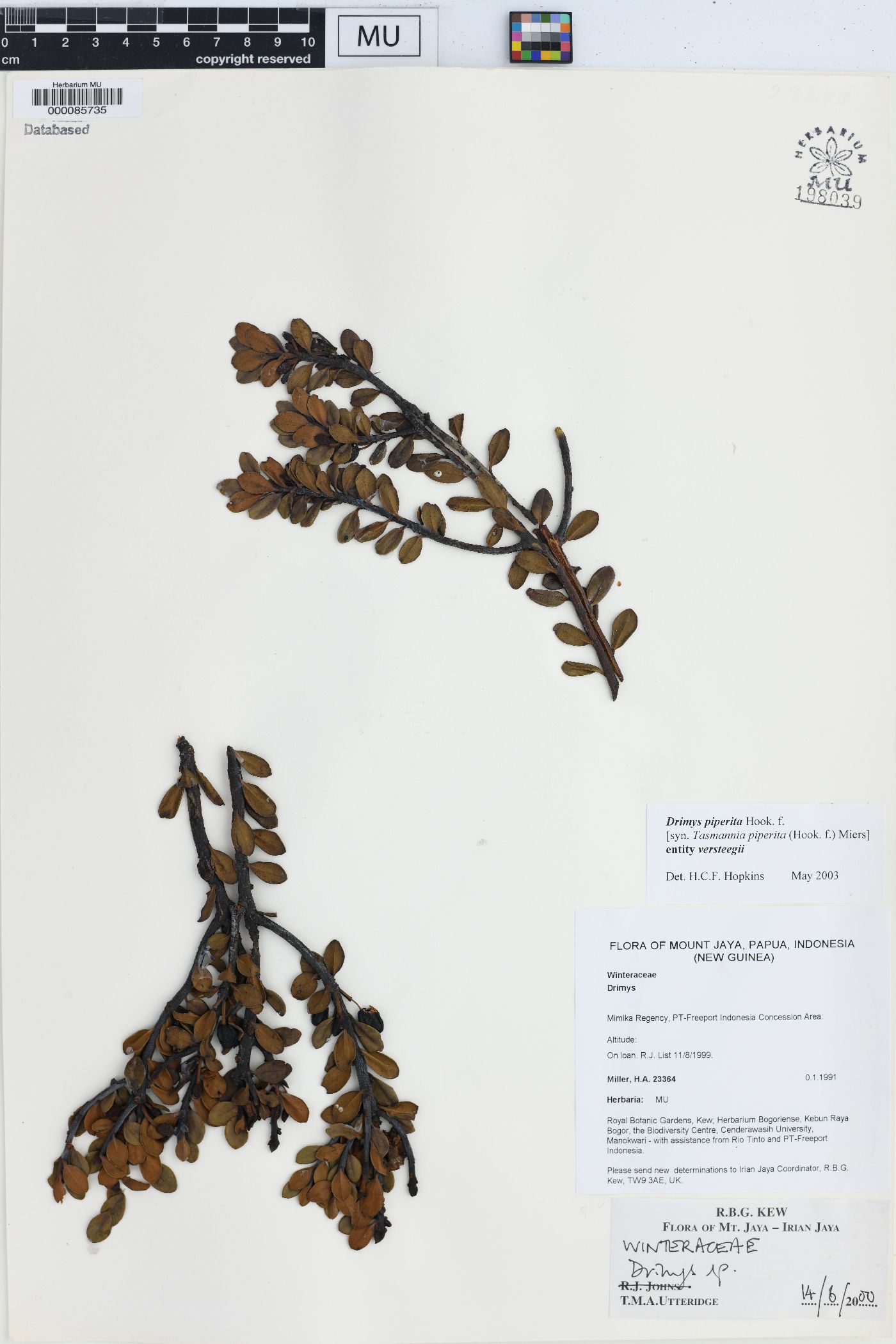 Drimys piperita image