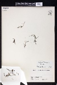 Euphrasia humifusa image