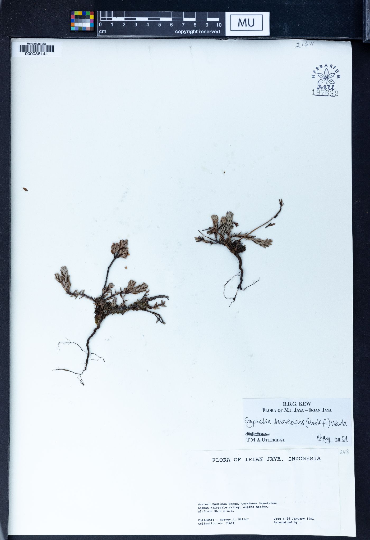 Acrothamnus suaveolens image