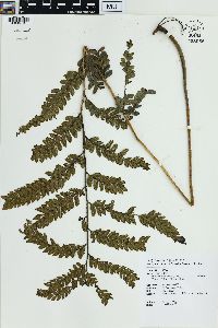 Microlepia intramarginalis image
