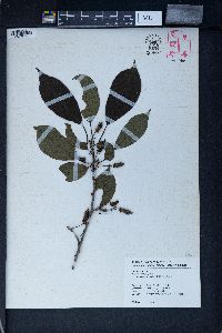 Actinidia callosa image