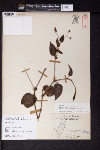 Image of Persicaria chinensis