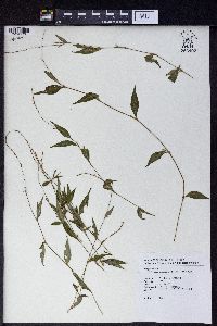 Polygonum posumbu image