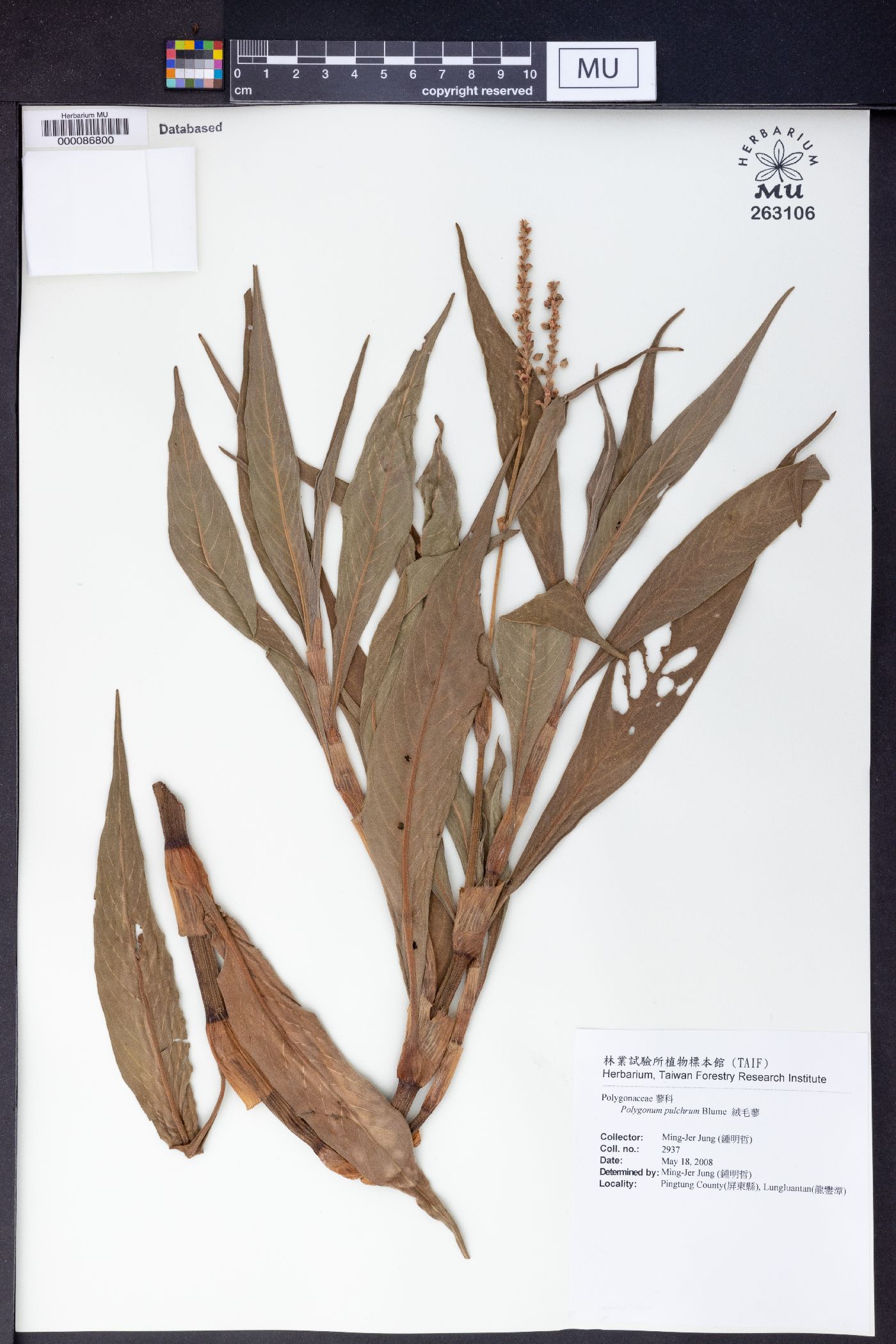 Polygonum pulchrum image