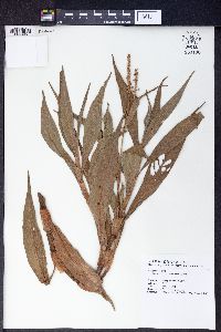 Polygonum pulchrum image