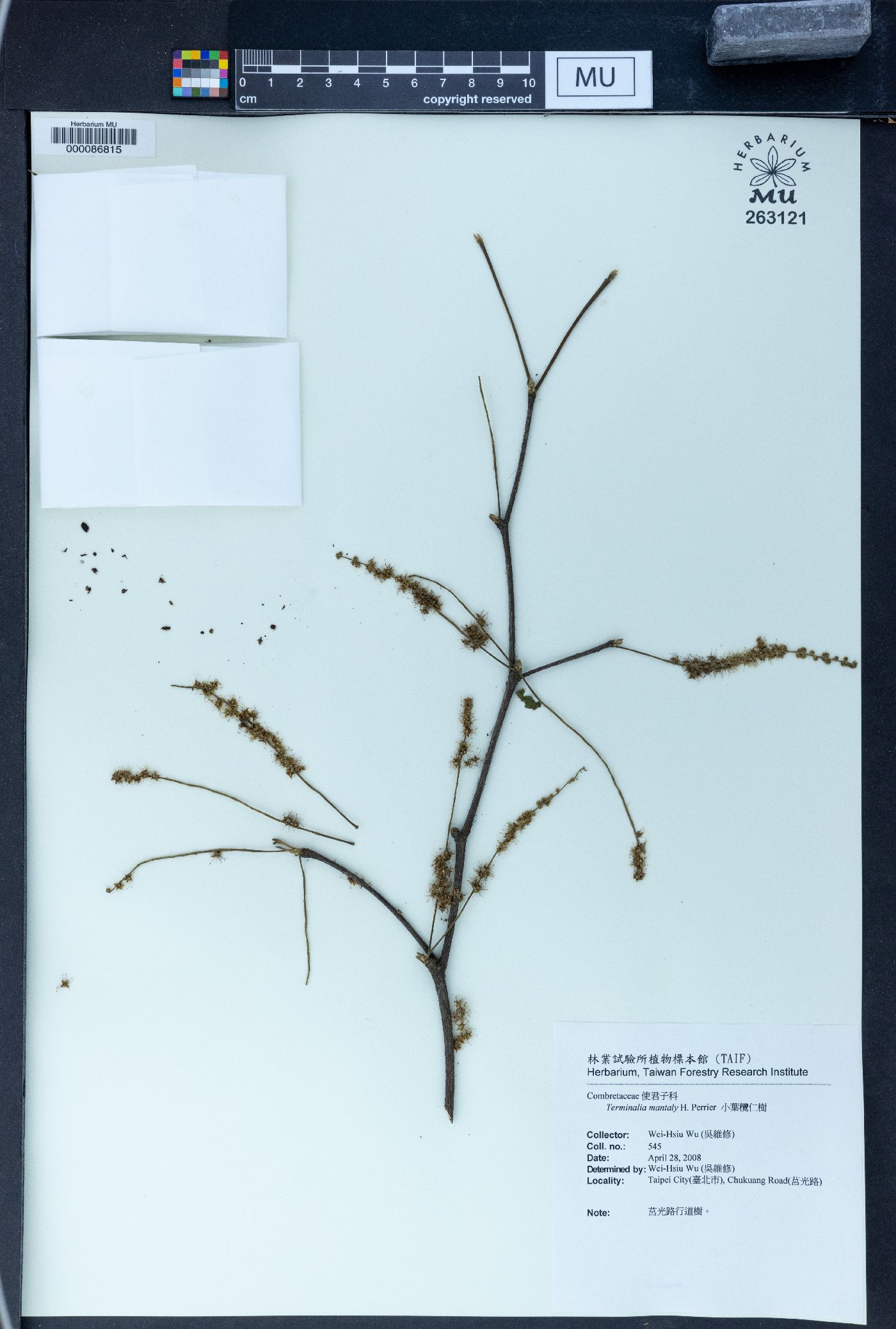 Terminalia mantaly image