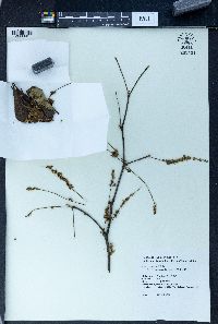 Terminalia mantaly image