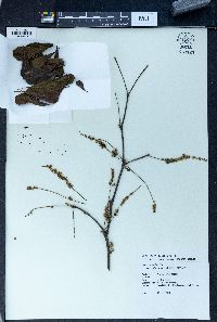 Terminalia mantaly image