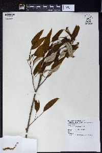 Quercus variabilis image