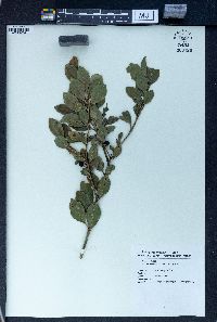 Ilex maximowicziana image