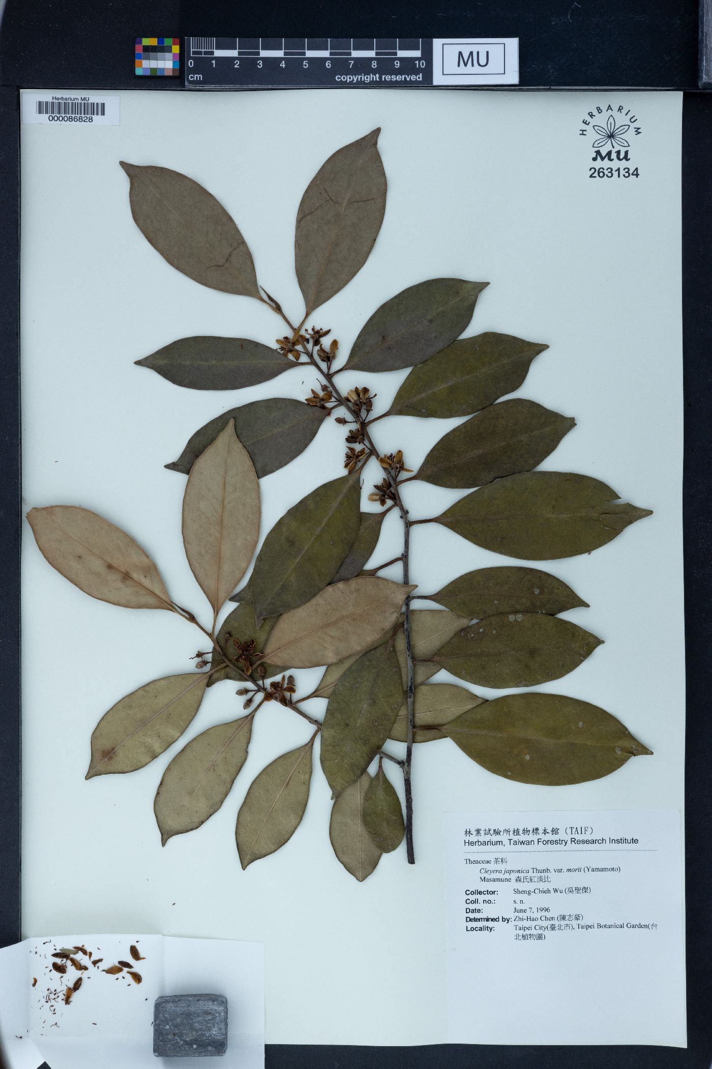 Cleyera japonica var. morii image