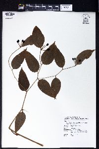 Disporum cantoniense image