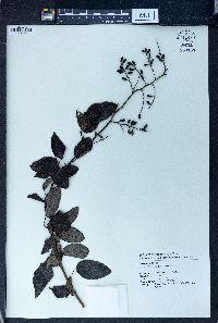 Berchemia floribunda image