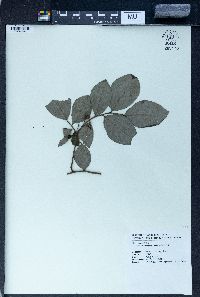 Elaeagnus pungens image