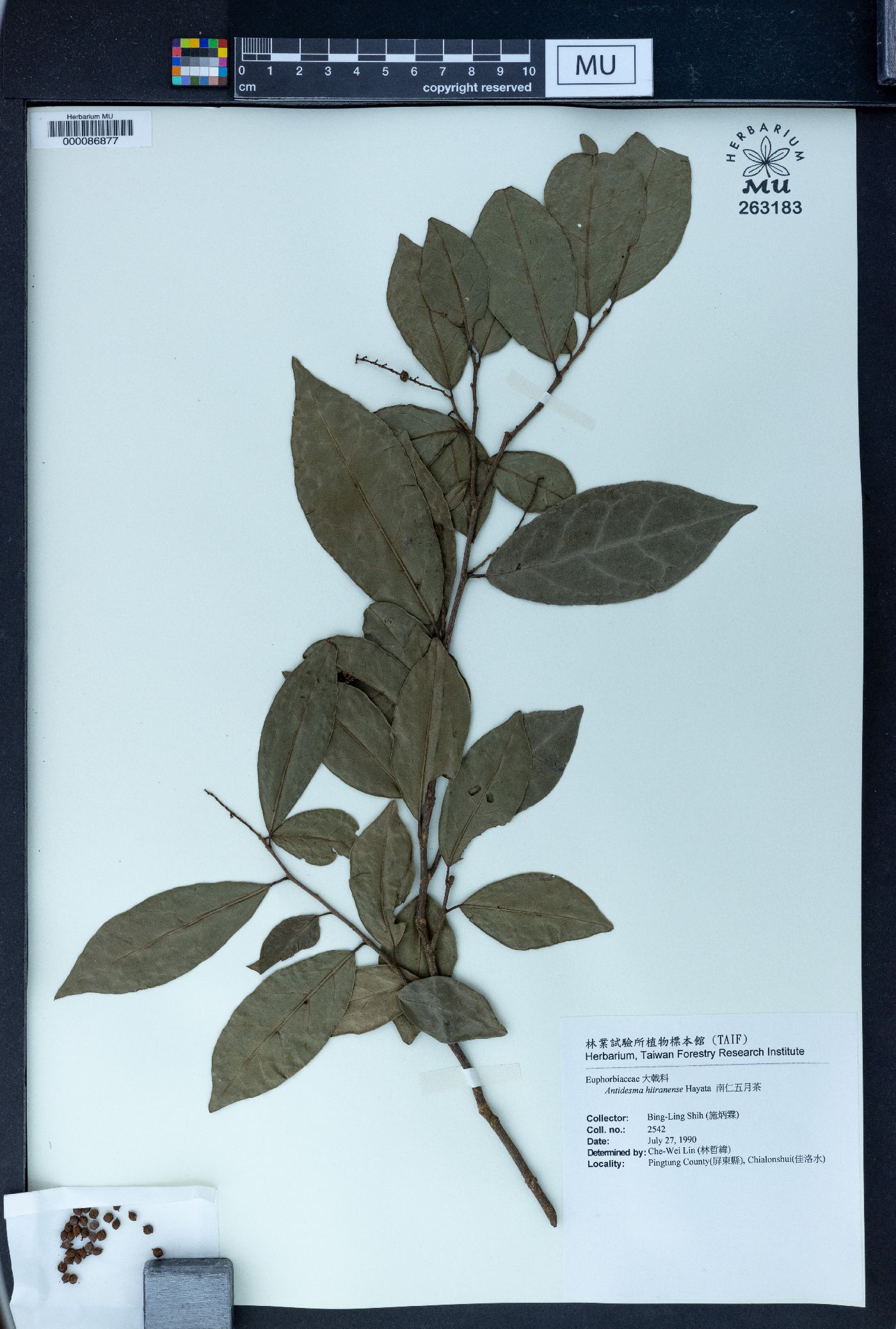 Antidesma japonicum var. japonicum image