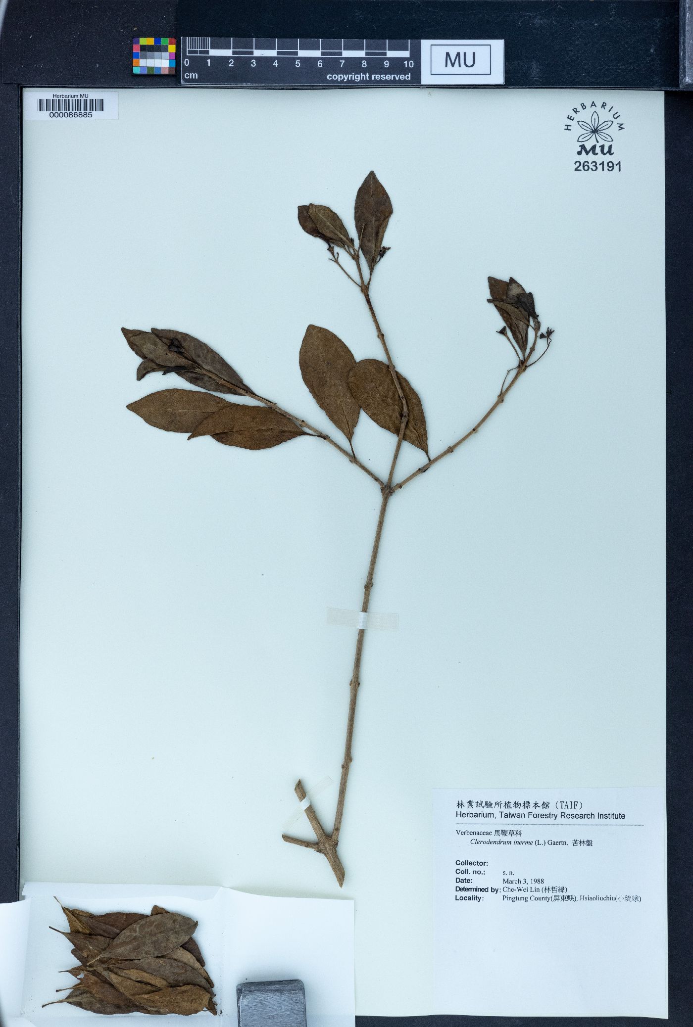 Clerodendron image