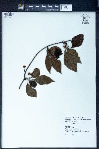 Schisandra arisanensis image