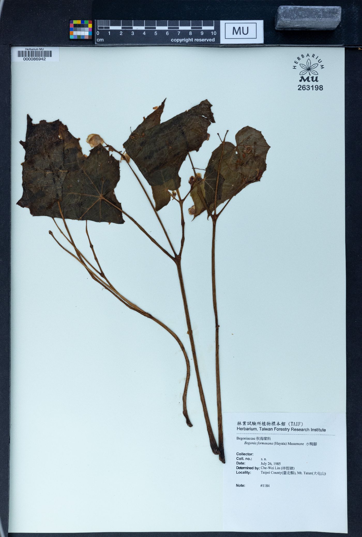 Begonia formosana image