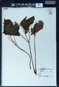 Begonia formosana image