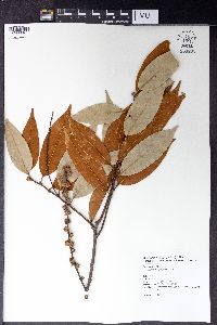 Castanopsis fargesii image
