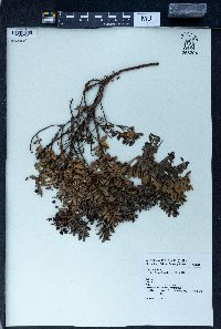 Gaultheria borneensis image