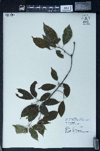 Sloanea sinensis image