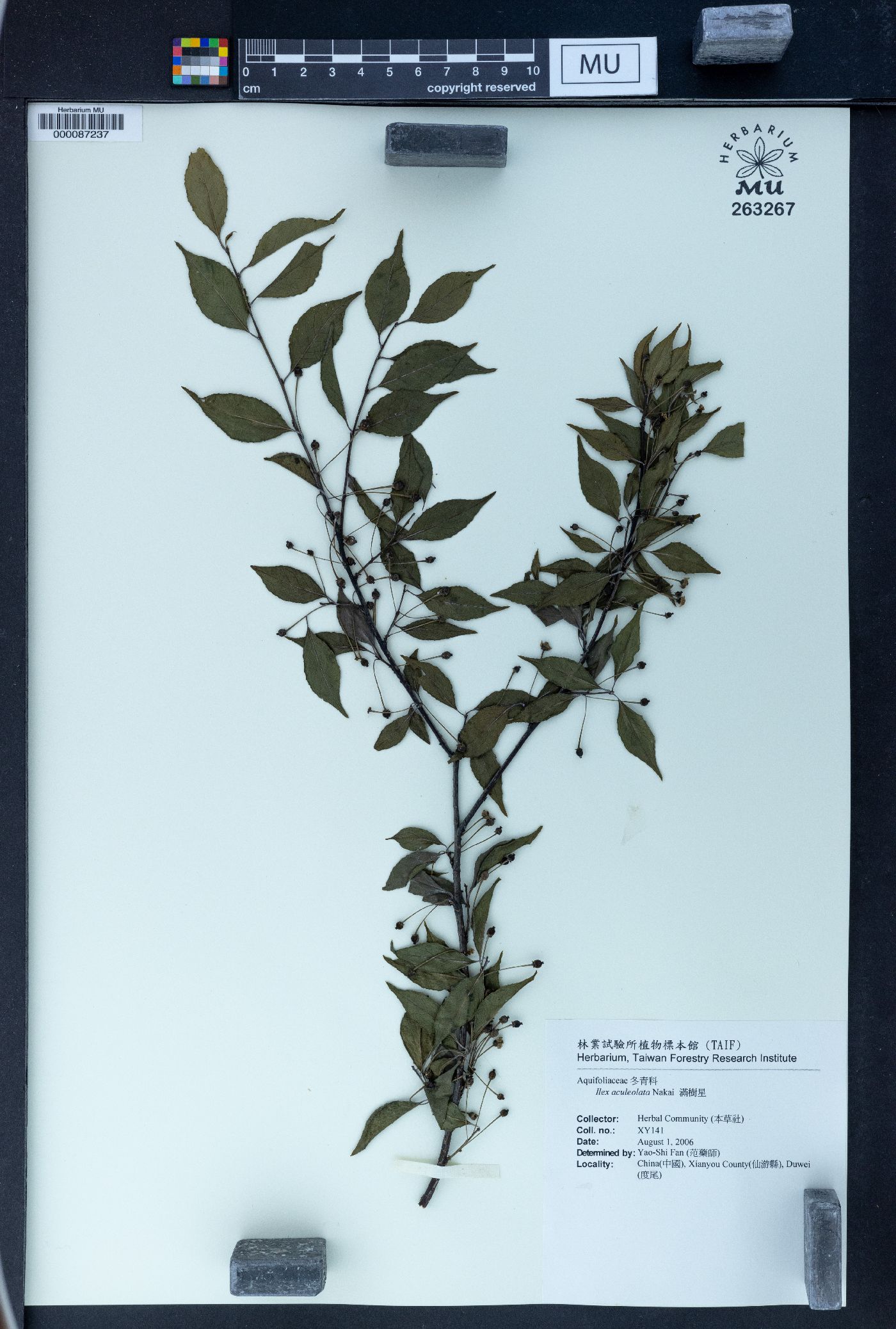 Ilex aculeolata image