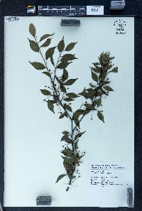 Ilex aculeolata image