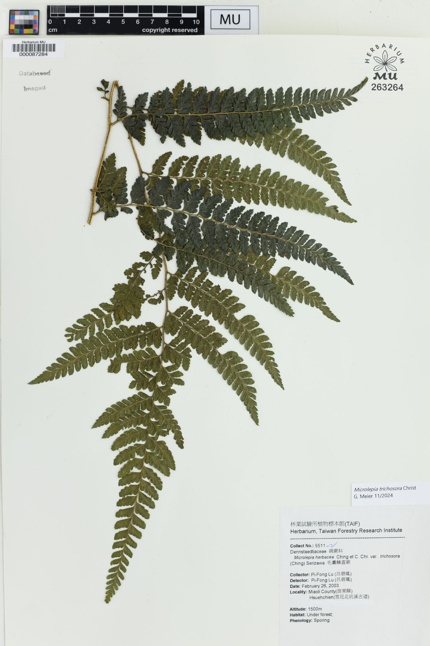 Microlepia trichosora image